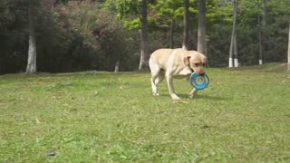 FONPOO Giochi per cani grandi