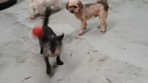 Dog throwing his own ball
