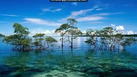 Andaman Beaches