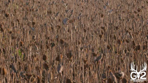 Flocks of Doves at G2 Ranch