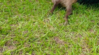 Baby Sloth Touches Grass For First Time