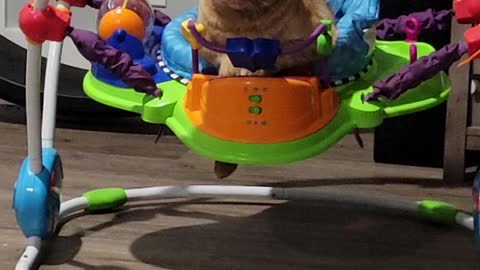 Cat Curls Up in Baby Bouncer