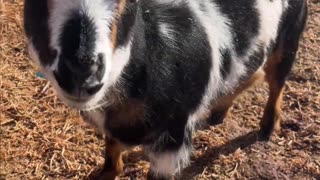 Baa or Cluck? The Mystery Sound of H5 Ranch's Tulip