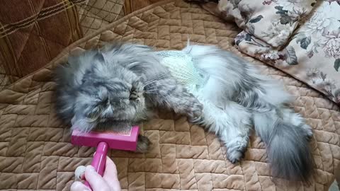 Persian cat enjoyes being cuddled postoperatively