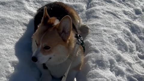 B - boy corgi