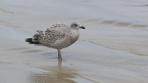 Seagull Gulls Eating Sea Nature Bird Animal