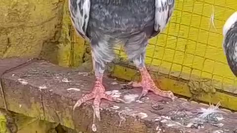 Parwazi pigeon for sell