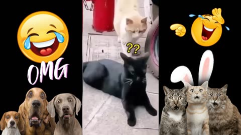 Haypyy Pett's "Funny Animals: Funny Cats/Dogs/Funny Animal Videos 2023"