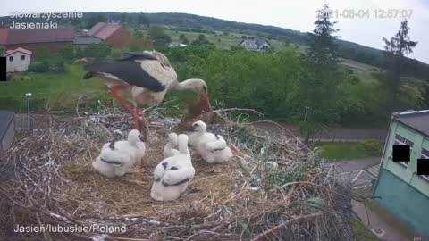 Stork kills chick - A kis fióka szelektálása - Jasienia /polish, lengyel