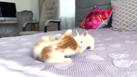 Adorable Kitten Plays with Tiny Bunny [Beautiful Bond]