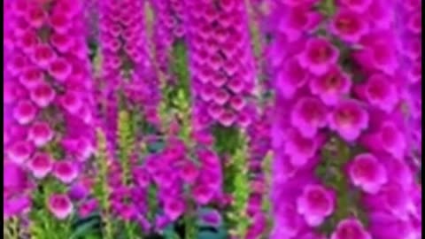 Digitalis purpurea, Foxglove