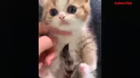 Funny Cats Watching Funny Baby Dogs And Cats Is The Hardest Try Not To Laugh Challenge.