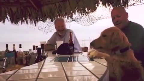 Dog High Fives Bartender For Snack