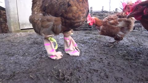 very funny chicken in boots