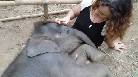 Beautiful Baby Elephant Taking a Nap at Chai Lai Orchid