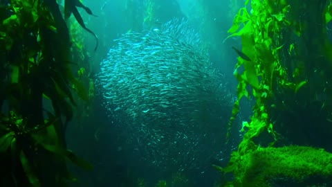 Underwater view of fish gruop