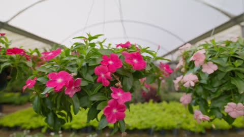 Hanging flowering plants in a large nursery