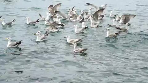 #Sea#Fishing#River#Fish Seagulls Are Trying To Catch Fish In Slow Motion