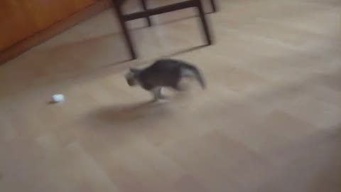 Cat adorably plays with the paperball