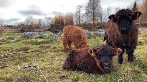 Scottish Highland Cattle In Finland Cows at the pasture 21st of October 2020