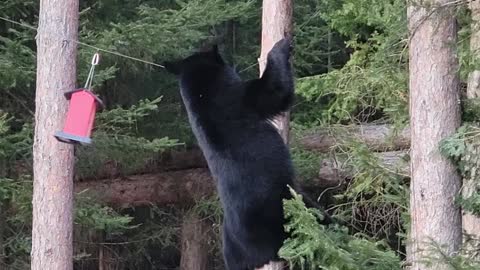Acrobatic Bear Looks for Birdseed Treat