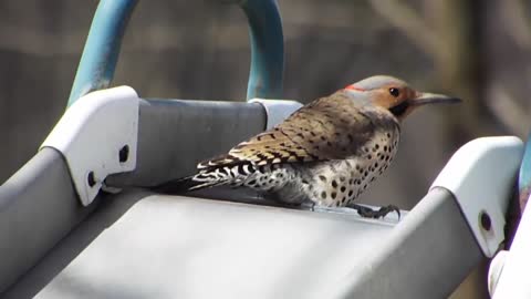 Machine Gun Woodpecker - Flicker