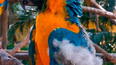 #Beauty of nature/kingfisher in Amazon Rainforest.