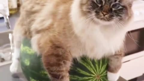 News Break: Cat approved watermelon!?