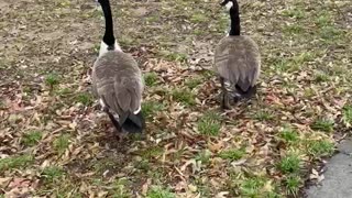 Canada GEESE on my walk