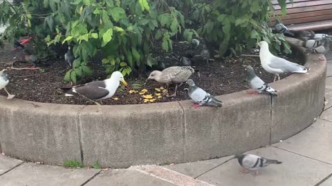 Seagull Fighting For His Lunch