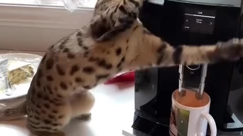 Unqualified coffee machine repair cat