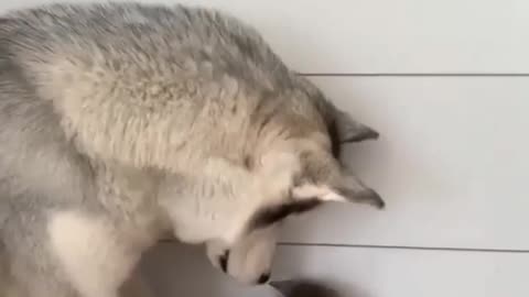 Husky dog and baby cat friendship CUTE