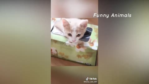 Funniest Cat Videos That Will Make You Laugh | Funny Cats