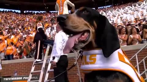 25_Vols fans share some gameday superstitions ahead of game
