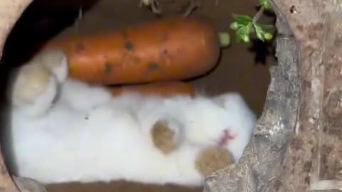 "Bunny Bliss: Moments of Joy with Fluffy Companions"