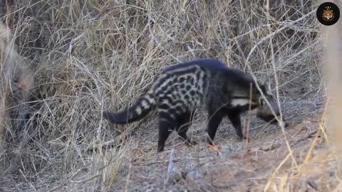 Watch as a very rare wildlife civet catching insects in the forest🌲 #curiosity #youtube #shorts