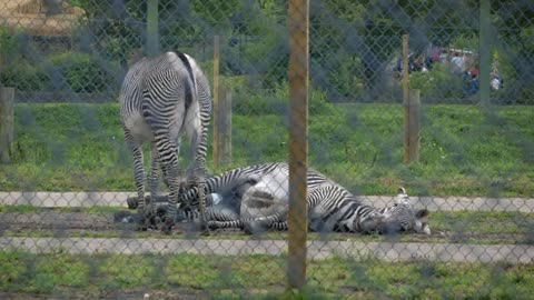 Zebra Gives Birth in Difficult Ordeal