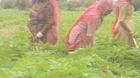Indian Crop Millet Wheat Guar in Rajasthan Desi Video