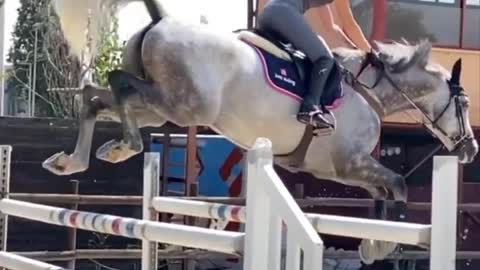 Horse SOO Cute! Cute And funny horse Videos Compilation cute moment #20