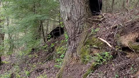 Two Bears Crossing the Road in Tennessee