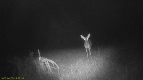 night deer 10/22 3