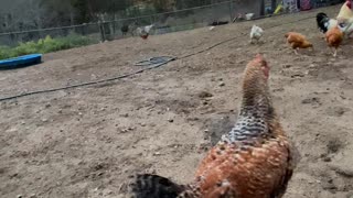 Chicken Shows Olde English Bulldogge Who’s Boss