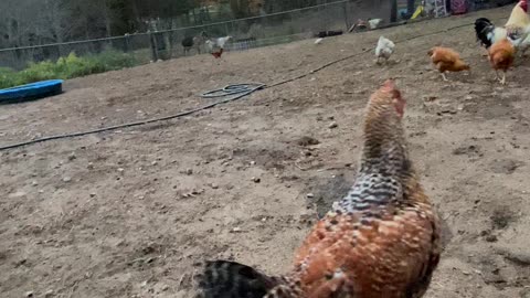 Chicken Shows Olde English Bulldogge Who’s Boss