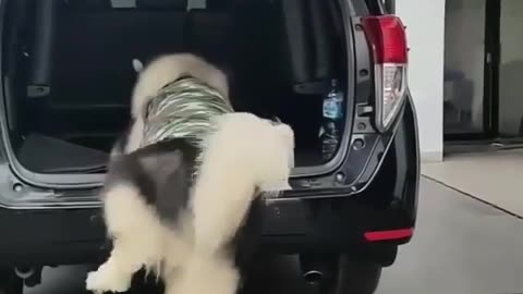 pet dog#climb in the car