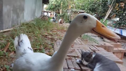 This duck and cat are dating, you will be astonished to see it. Cute animal videos