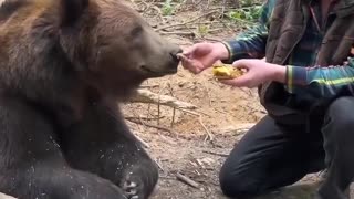 WATCH: Even a bear refuses to eat fast food because,