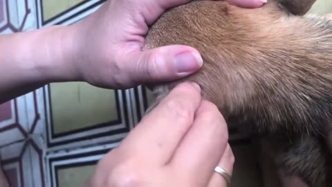 Ticks, Removing Ticks From soite dog