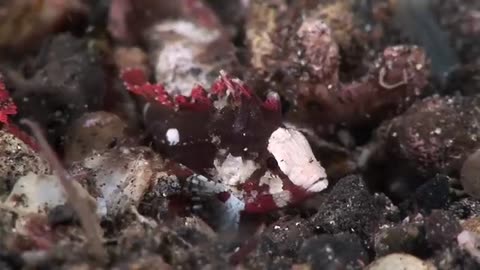 Mucky Secrets - Part 15 - Demon Stinger & Waspfishes - Lembeh Strait