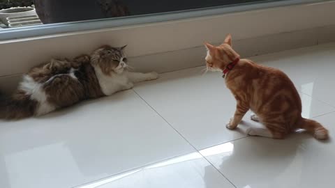 Cat VS cat fight at house