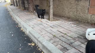 Lucky black cats wanted to eat something so I gave food